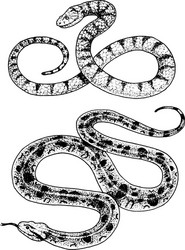 viper snake serpent cobra and python anaconda vector image