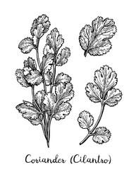 Ink parsley hand drawn sketch Royalty Free Vector Image