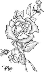 hand drawn rose etch style roses and leaves vector