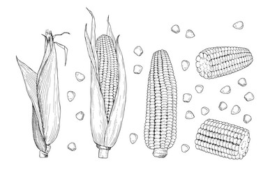 corn sketch sweet botanical plant isolated vector