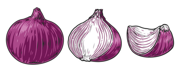 Red onion colorful detailed poster Royalty Free Vector Image
