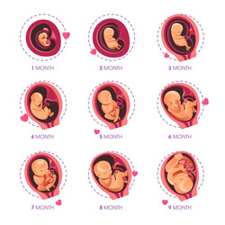 Fetal Development & Pregnancy Growth Vector Image