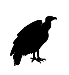 Vulture Silhouette Vector Image