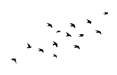 Bird Flock Silhouette Vector Image