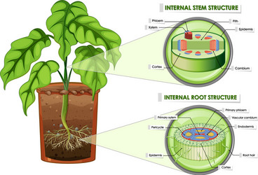 diagram showing stem and root structure vector image