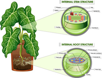 diagram showing stem and root structure vector