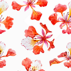 Watercolor Poinciana Floral Vector Image