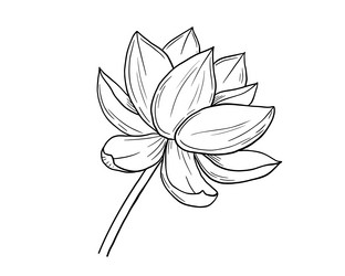lotus flower line sketch isolated on white Vector Image