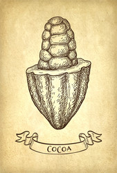 ink sketch of cocoa vector image