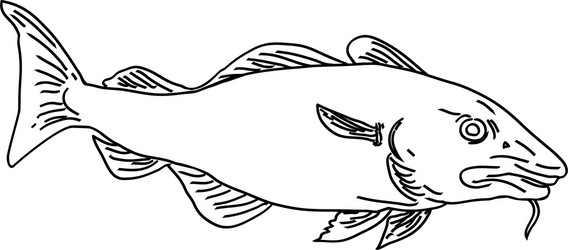 Atlantic cod gadus morhua or codling side view vector