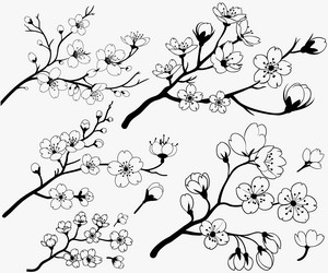 cherry blossom svg sakura flower clipart fil Vector Image