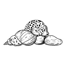 line spiral seashell and round nautilus on seabed vector image