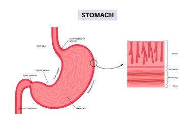 Mucous membrane structure vector