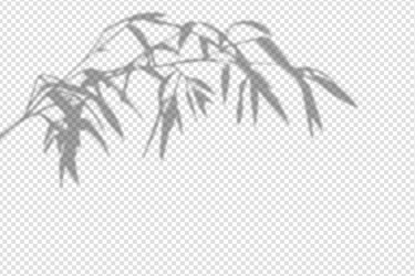 shadow overlay from a bamboo branch isolated vector image