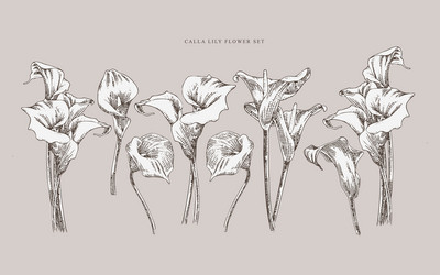 Vintage Calla Lily Flower Set Vector Image