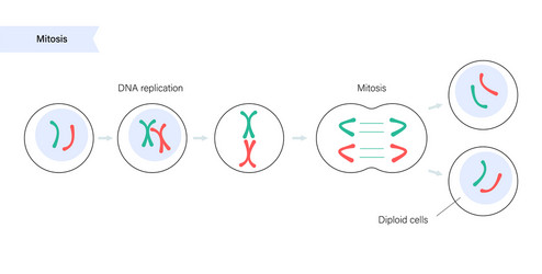 Meiosis cell division Royalty Free Vector Image