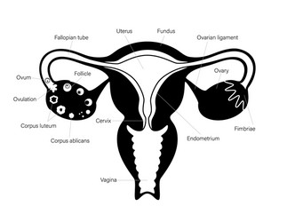 reproductive system concept vector