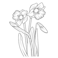 traditional daffodil flower botanical Vector Image