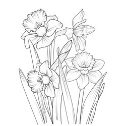 Daffodil Flower Outline Vector Image