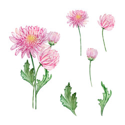 Watercolor Chrysanthemum Bouquet Vector Image