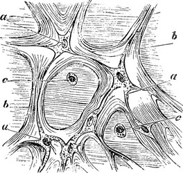 tissue of whartonian jelly vintage vector