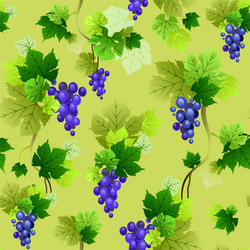 Grapes pattern on olive background vector