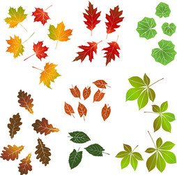 autumn leaf collection for designers vector