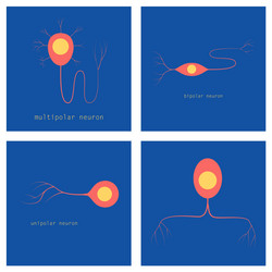 set of structure a motor neuron vector image
