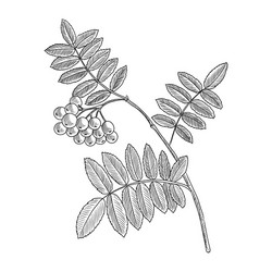 Rowan Tree Branch with Berries vector image