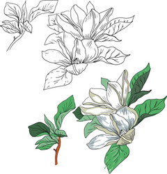 magnolia sketch line drawing h Vector Image