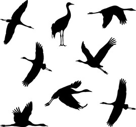 cranes Vector Image