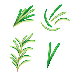 Realistic Rosemary Sprig Vector Image
