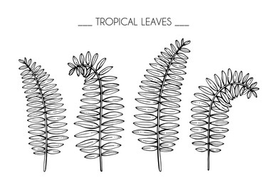 set tropical leaves hand drawn botanical Vector Image
