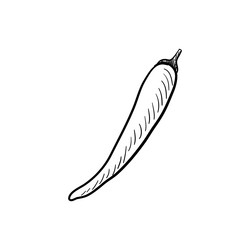 Chili pepper drawing sketch of vegetable vector