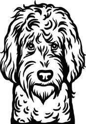 Adorable Labradoodle Head Vector Image