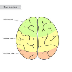 Human brain structure diagram medical science Vector Image