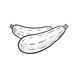 zucchini drawing sketch of vegetable vector