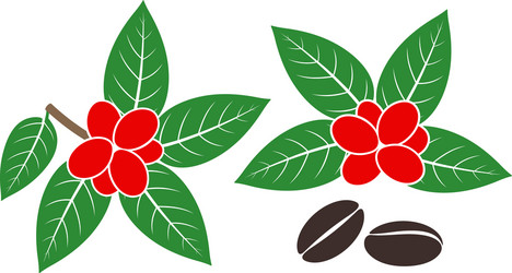 Coffee plant vector