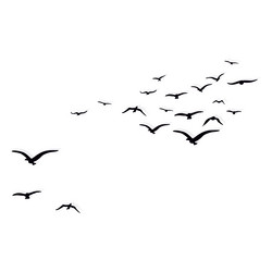birds fly behind the shadow Vector Image