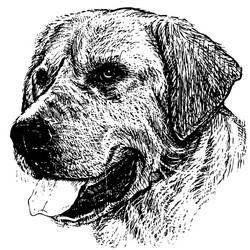 Labrador Vector Images (over 9,200)