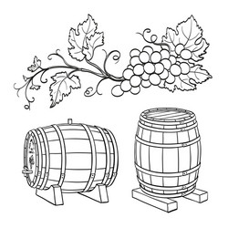 grape branches and wine barrels vector