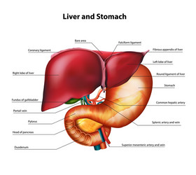 Human liver anatomy Royalty Free Vector Image - VectorStock