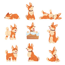 corgi poses cartoon welsh puppy cute dog Vector Image