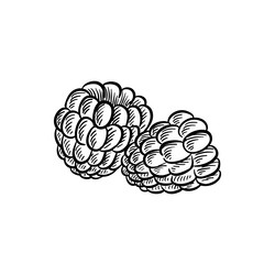 Hand-Drawn Raspberry Sketch vector image