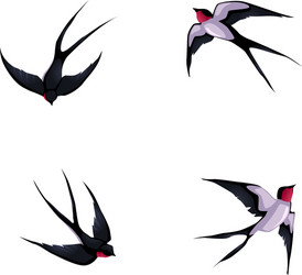 Four swallows vector