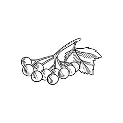 Guelder Rose Berries Sketch Vector Image