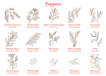 Set different peppers vector
