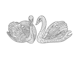 swans coloring book for adults vector