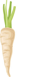 parsnip root with green stems item vector image