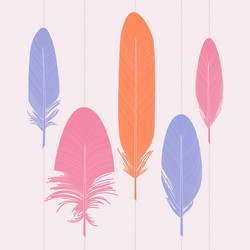 Set ornamental colorful feathers vector